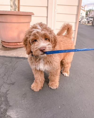 australian-labradoodle-dog-breed