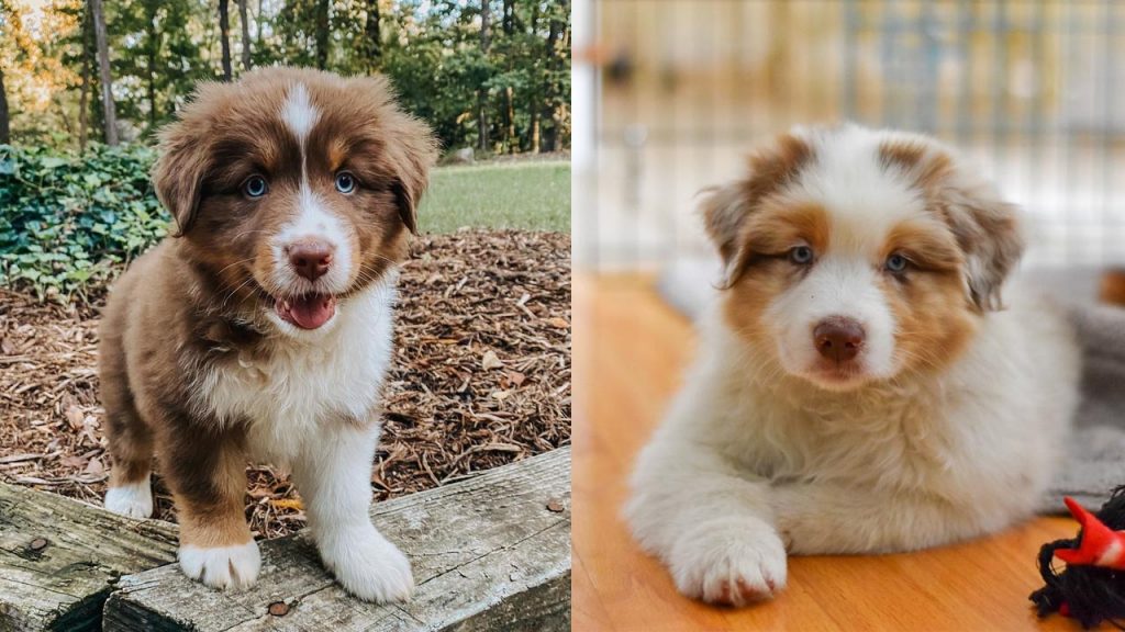 australian-shepherd-shedding