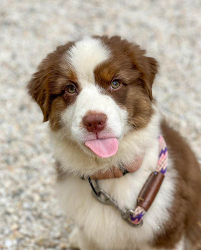 australian-shepherd-shedding-3