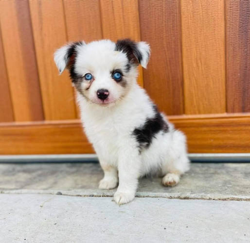 australian-shepherd-shedding-4