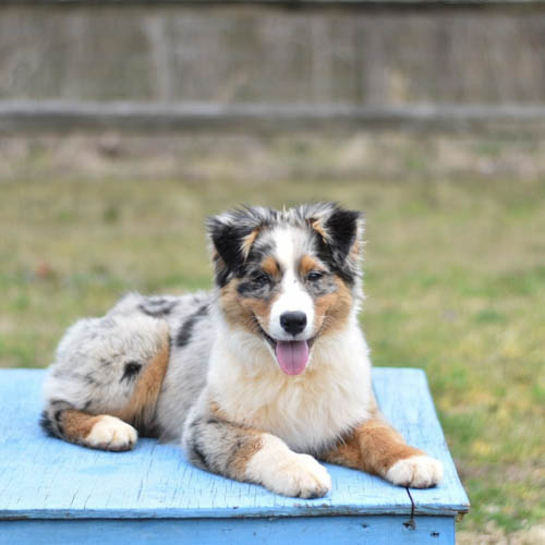 australian-shepherd-shedding-6