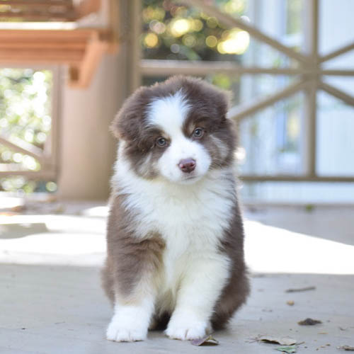 australian-shepherd-shedding-7