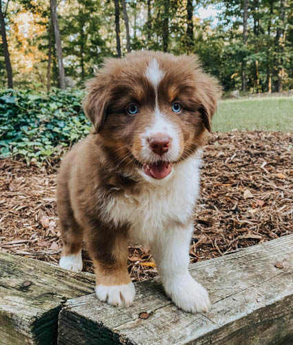 australian-shepherd-shedding-8