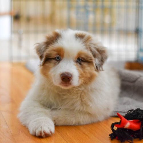 australian-shepherd-shedding