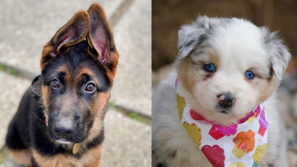 australian-shepherd-vs-german-shepherd