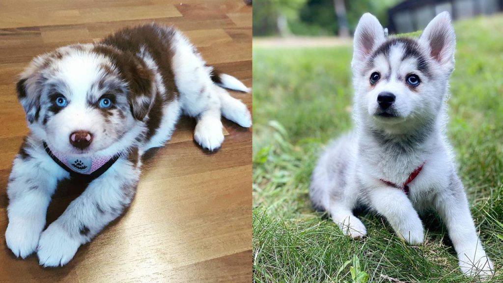 australian-shepherd-vs-siberian-husky