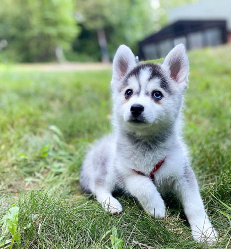 australian-shepherd-vs-siberian-husky-2