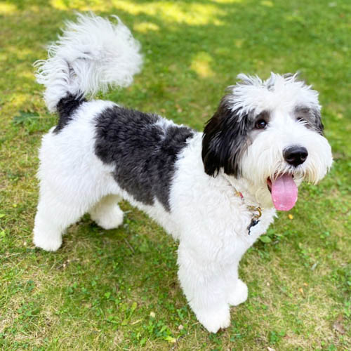 bernedoodle-vs-aussiedoodle