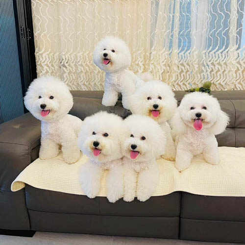 bichon-frise-shedding-2