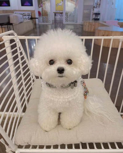 bichon-frise-shedding-3