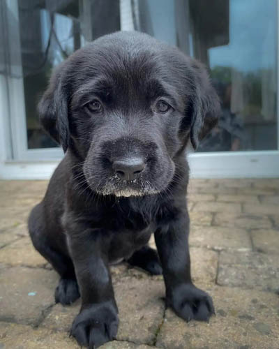 black-labrador-retriever-dog-colors-2