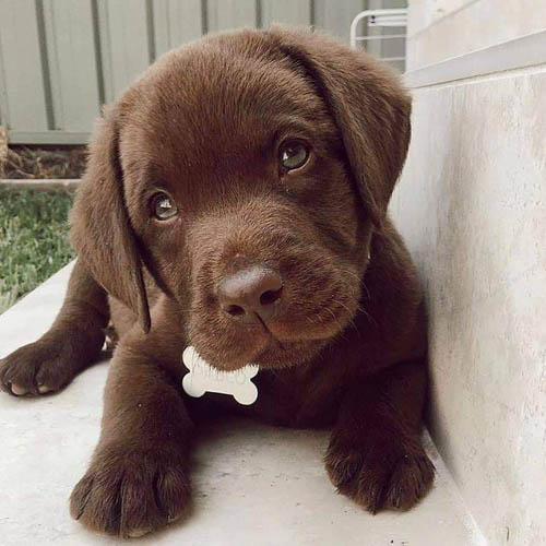 chocolate-labrador-retriever-dog-colors-4