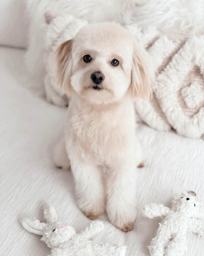 eskipoo-dog-breed-6