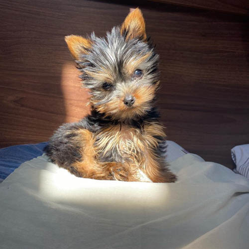 how-much-do-yorkshire-terriers-shed-5