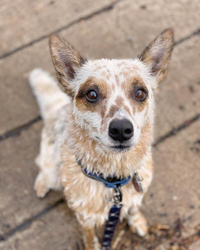 red-coated-dog-breeds-australian-cattle-dog