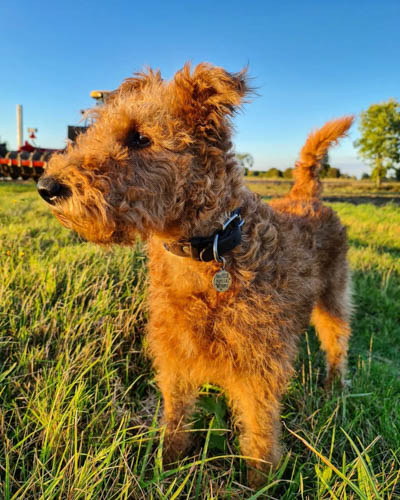 red-coated-dog-breeds-irish-terrier 