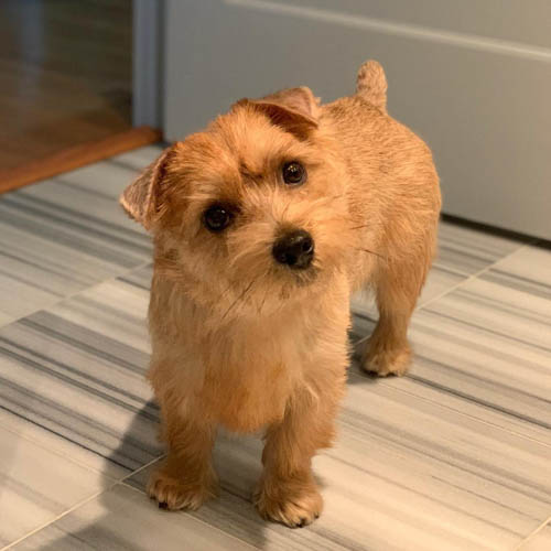 red-coated-dog-breeds-norfolk-terrier