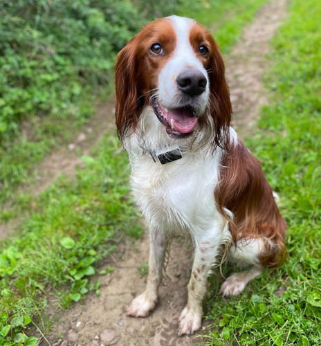 red-coated-dog-breeds-red-and-white-setter