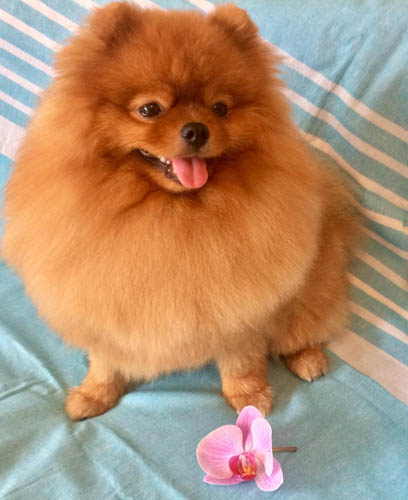 red-coated-dog-breeds-red-pomeranian