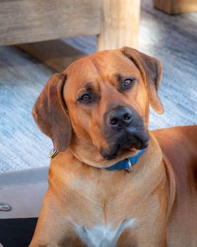 red-coated-dog-breeds-rhodesian-ridgeback