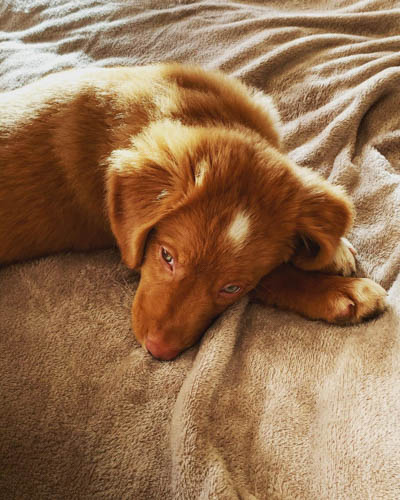 red-coated-dog-breeds-toller-dog