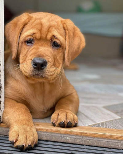 red-fox-labrador-retriever-dog-colors