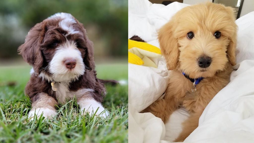 sheepadoodle-vs-goldendoodle