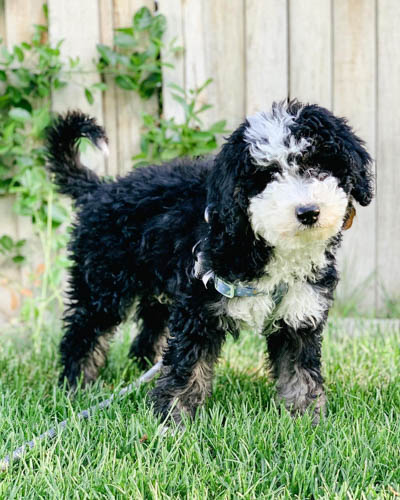 sheepadoodle-vs-goldendoodle-2