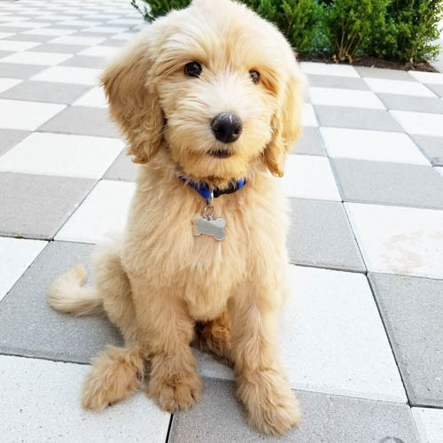 sheepadoodle-vs-goldendoodle-4