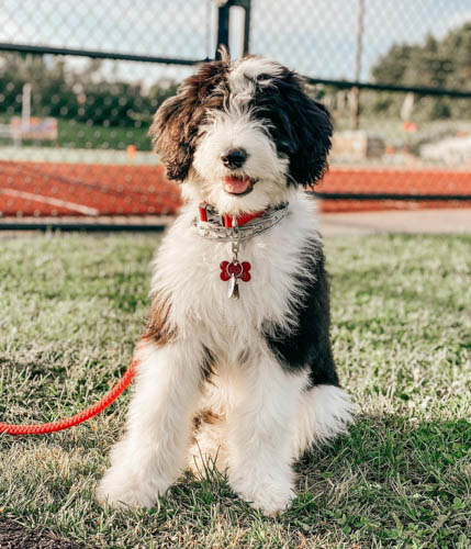 sheepadoodle-vs-goldendoodle