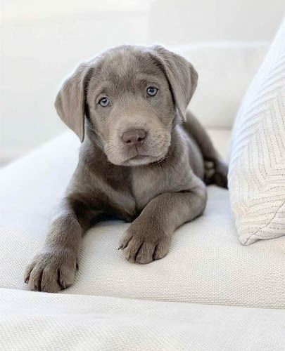 silver-labrador-retriever-dog-colors-8