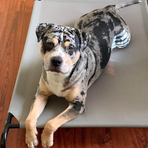 spotted-dog-breeds-catahoula-leopard