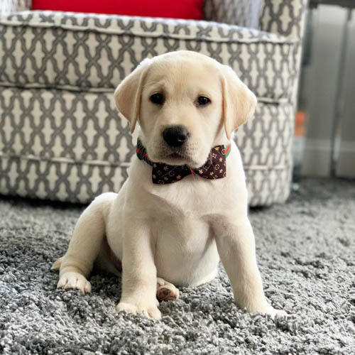 yellow-labrador-retriever-dog-colors-10