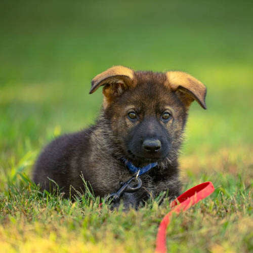 german-shepherd-shedding-2