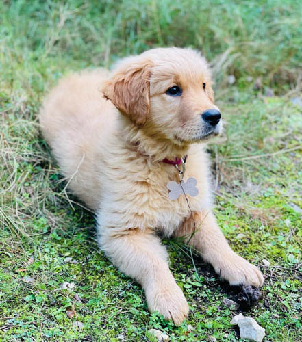 golden-retriever-shedding-2