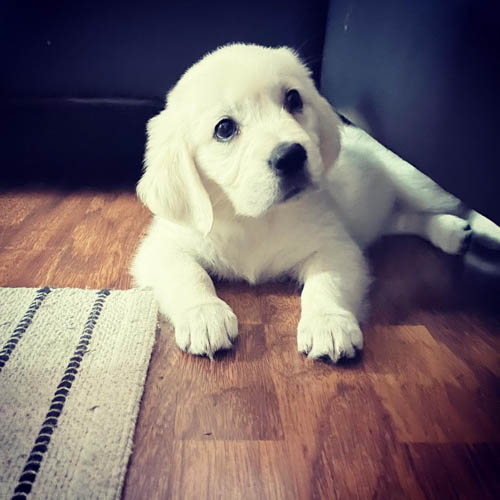 golden-retriever-shedding-3