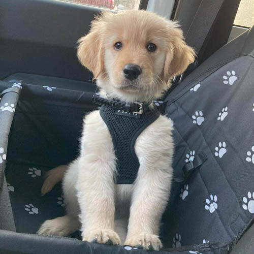 golden-retriever-shedding