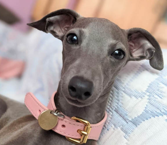 italian-dog-breeds-Italian-Greyhound