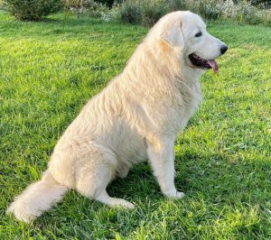 italian-dog-breeds-Maremma-Sheepdog