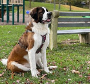 italian-dog-breeds-Saint-Bernard