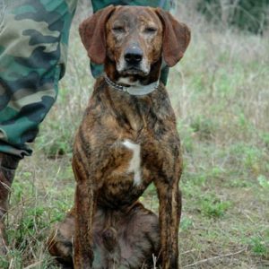 italian-dog-breeds-Segugio-Maermmano