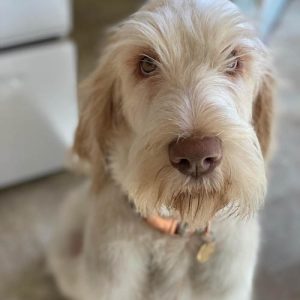 italian-dog-breeds-Spinone-Italiano