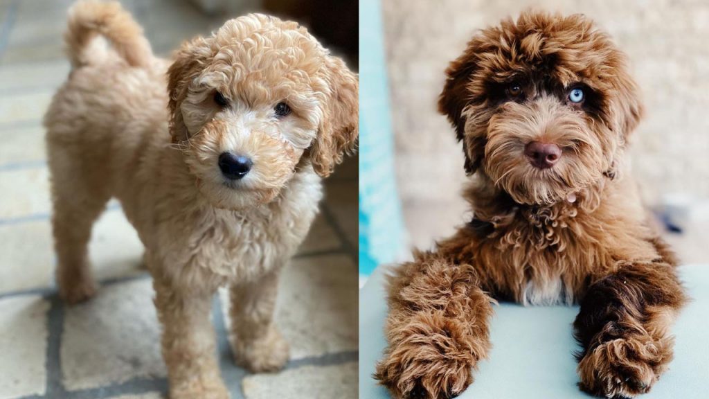 labradoodle-shedding