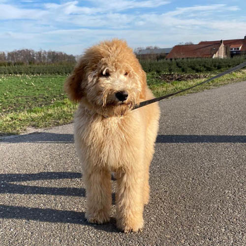 labradoodle-shedding-2