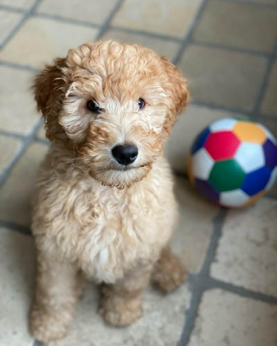 labradoodle-shedding-3