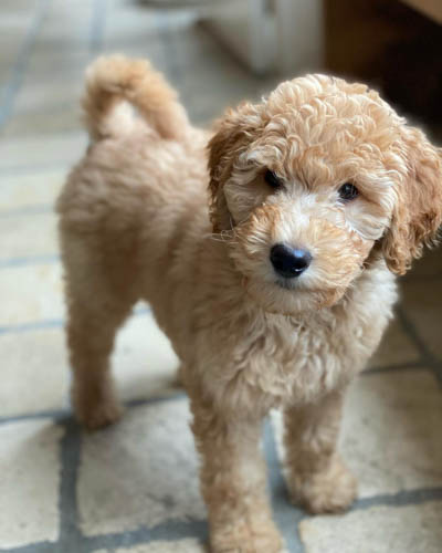 labradoodle-shedding-4