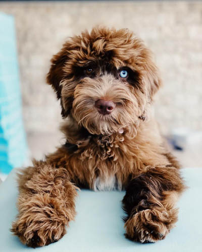 labradoodle-shedding