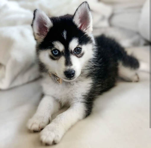 pomsky-dog-colors-6