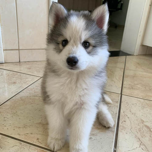 pomsky-dog-colors