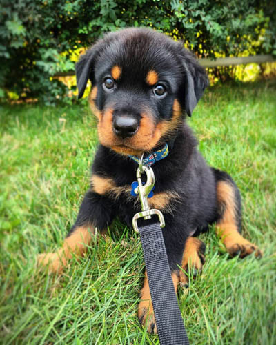 rottweiler-dog-breed-6